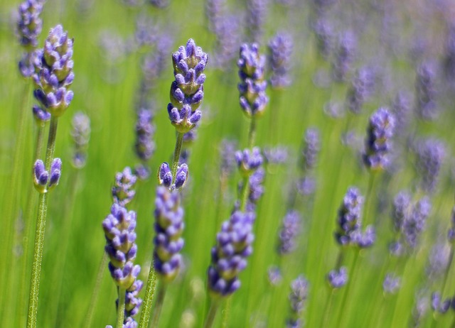 Discovering The Magic of Lavender:  7 Health Benefits of Lavender